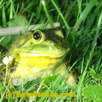 /home//u458753944/public_html/sourcegallery//Frogs/More bullfrogs/P7010198.JPG